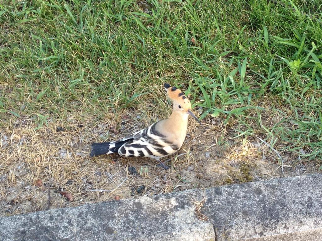 Hotel Casa Per Ferie Maria Assunta